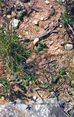 Euphorbia tridentata