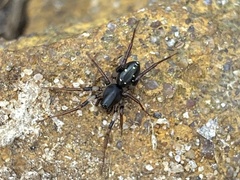 Pentasteron simplex
