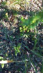 Euphorbia tridentata