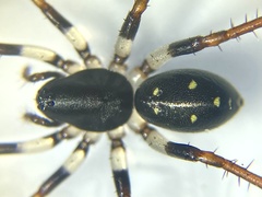 Pentasteron simplex