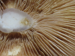 Inocybe mixtilis