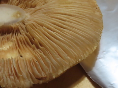 Inocybe mixtilis
