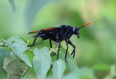 Protomydas rubidapex