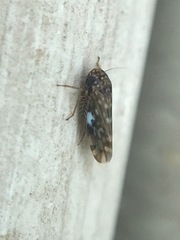 Xestocephalus similis
