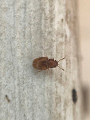 Atomaria lewisi