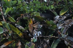 Emberiza chrysophrys