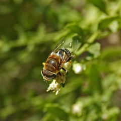 Palpada mexicana