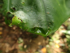 Aoaraneus pentagrammicus