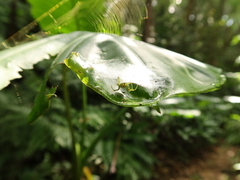 Aoaraneus pentagrammicus