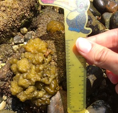 Colpomenia tuberculata