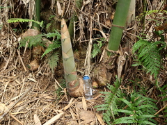 Dendrocalamus giganteus
