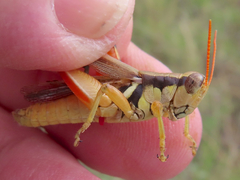 Melanoplus glaucipes