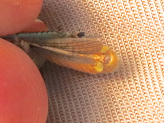 Melanoplus glaucipes