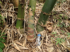 Dendrocalamus giganteus