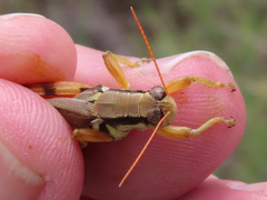 Melanoplus glaucipes