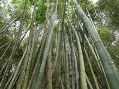 Dendrocalamus giganteus