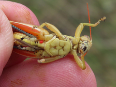 Melanoplus glaucipes