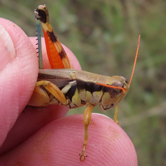 Melanoplus glaucipes