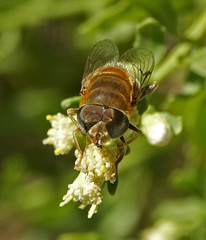 Palpada mexicana