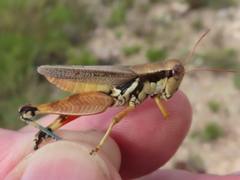 Melanoplus glaucipes