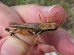 Melanoplus glaucipes