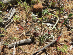 Stylocline gnaphaloides