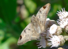 Arteurotia tractipennis tractipennis
