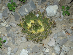 Ariocarpus trigonus