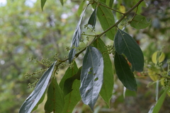 Aiouea montana