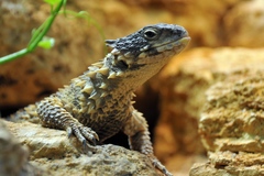 Giant Dragon Lizard photo 2
