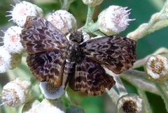 Cycloglypha thrasibulus thrasibulus