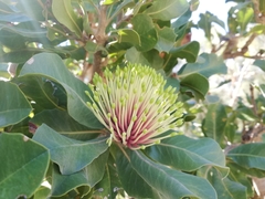 Banksia ilicifolia