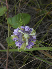 Passiflora urbaniana
