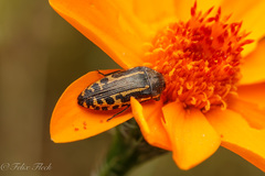 Acmaeodera scalaris