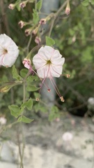 Mirabilis longiflora