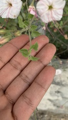 Mirabilis longiflora