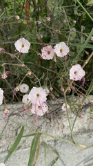 Mirabilis longiflora