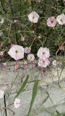 Mirabilis longiflora