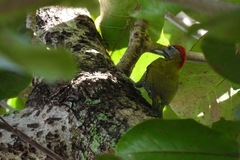 Picus viridanus