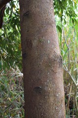 Aiouea montana