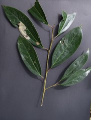 Aiouea montana