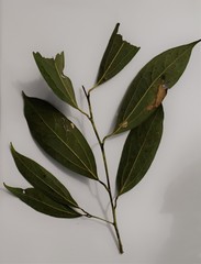 Aiouea montana