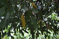 Aiouea montana