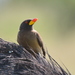 Common Yellow-billed Oxpecker - Photo (c) copper, some rights reserved (CC BY-NC), uploaded by copper