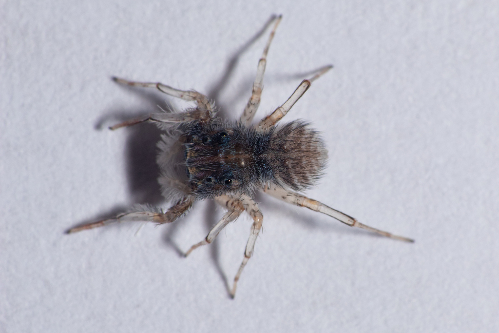 Neobrettus tibialis