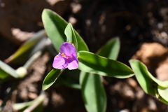 Tradescantia brevifolia