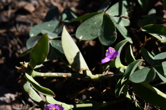 Tradescantia brevifolia