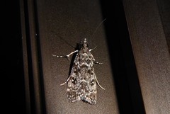 Eudonia philerga