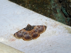 Diomea lignicolora