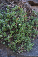 Sedum havardii